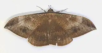 Hemeroblemma opigena