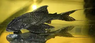 Hemiancistrus pankimpuju