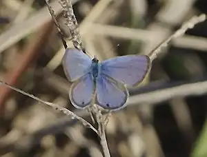 Hemiargus ceraunus