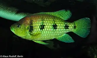 Hemichromis elongatus
