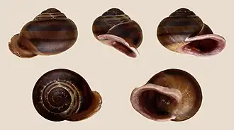 Hemicycla sarcostoma