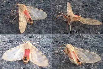 Hemihyalea edwardsii