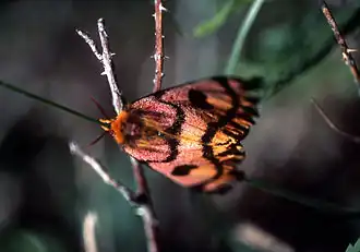 Hemileuca eglanterina