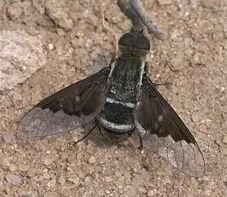 Hemipenthes lepidota