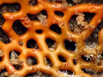 Netvormig langdraadwatje