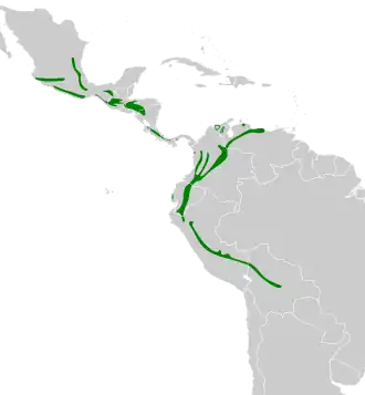 Grijze boswinterkoning