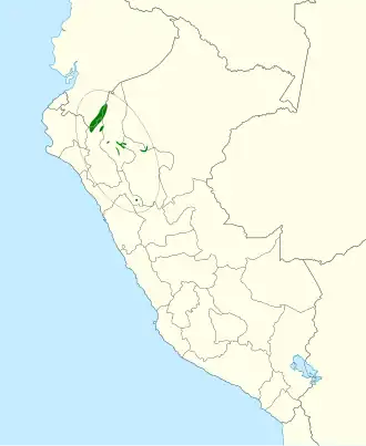 Peruaanse boswinterkoning