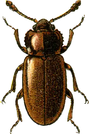 Henoticus serratus