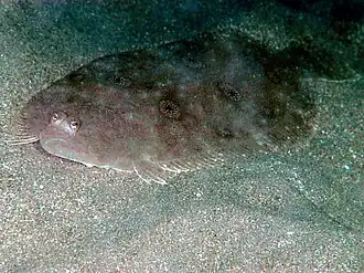 Pseudorhombus oculocirris