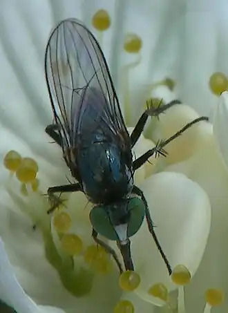 Hercostomus rogenhoferi
