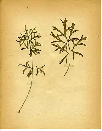 Phytomyza pulsatillae