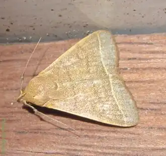 Simplicia (vlindergeslacht)