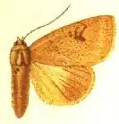 Herminiocala pallida