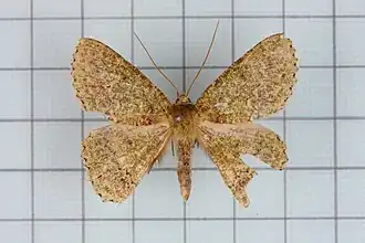 Herochroma ochreipicta