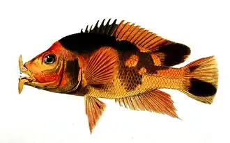 Amphilophus labiatus