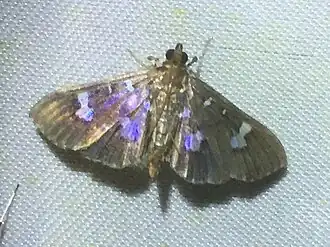Herpetogramma desmioides