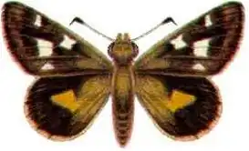 Hesperilla chrysotricha