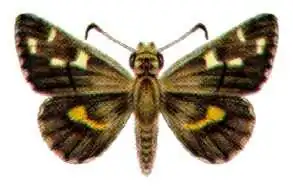 Hesperilla crypsigramma