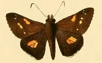 Hesperilla donnysa