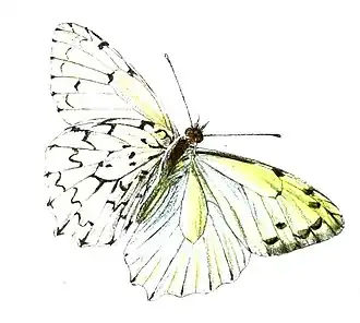 Hesperocharis graphites