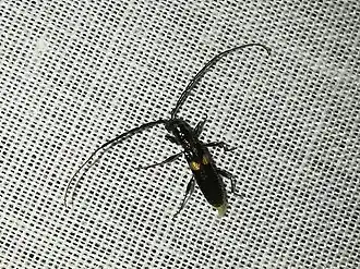 Heterachthes howdeni