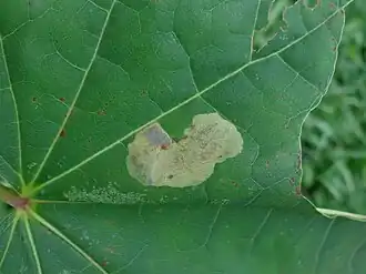 Heterarthrus cuneifrons