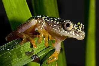 Heterixalus alboguttatus