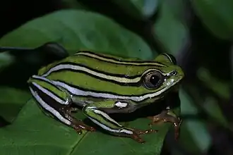 Heterixalus rutenbergi