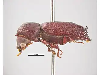 Heterobostrychus aequalis