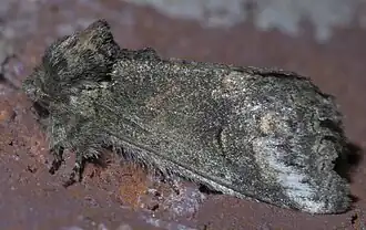 Heterocampa subrotata