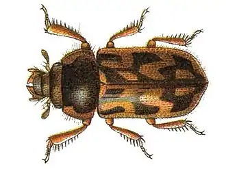 Heterocerus flexuosus