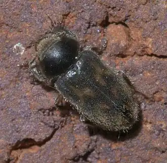 Heterocerus mollinus