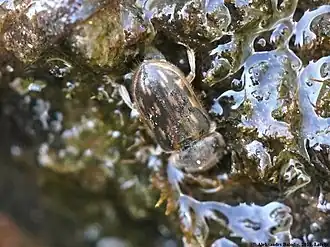 Heterocerus obsoletus