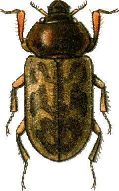 Heterocerus parallelus