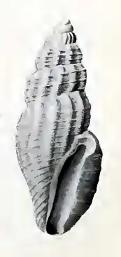 Heterocithara concinna