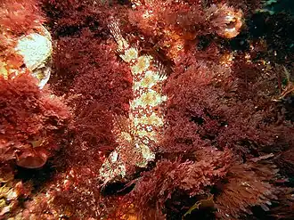 Heteroclinus johnstoni