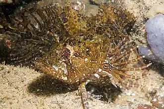 Heteroclinus tristis