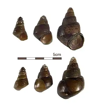 Heterogen longispiramet operculumBiwa Meer, Japan.