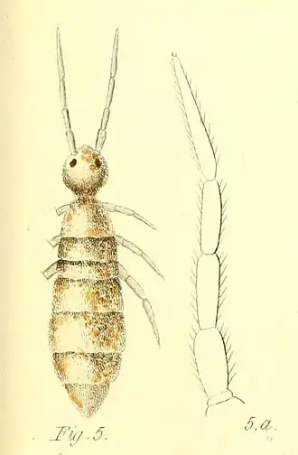 Heteromurus nitidus