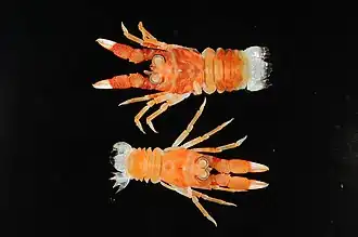 Heteronida aspinirostris