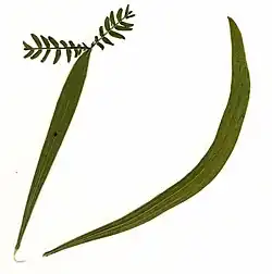 Heterofyllie: links met geveerde bladdelen, rechts gebogen fyllodium