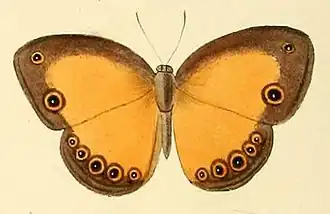Brakefieldia eliasis