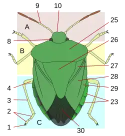 26=Heteroptera scutellum