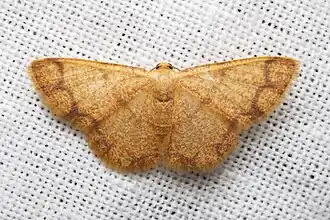 Heterostegane tritocampsis