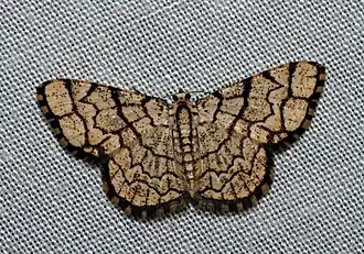 Heterostegane warreni