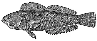 Hexagrammos octogrammus