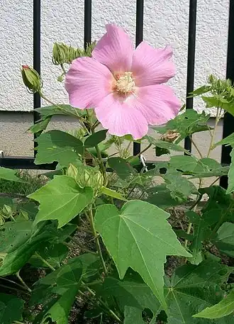 Hibiscus mutabilis