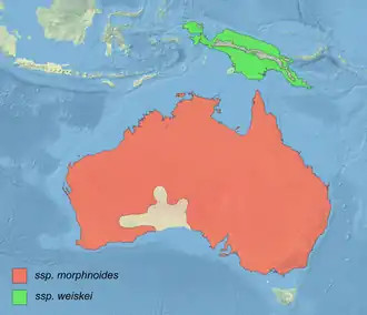 Australische dwergarend