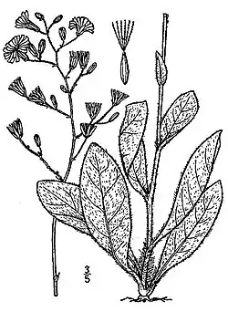Hieracium gronovii