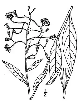 Hieracium paniculatum